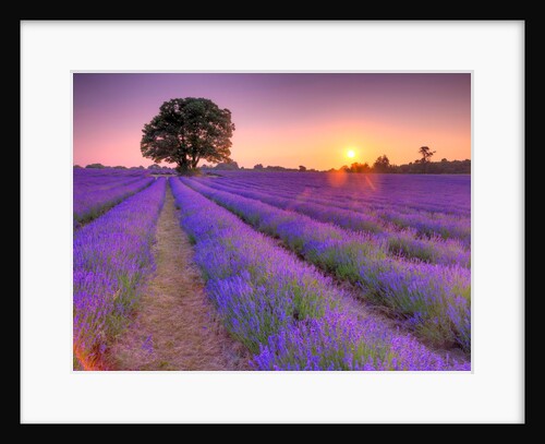 Lavender field at sunset by Assaf Frank